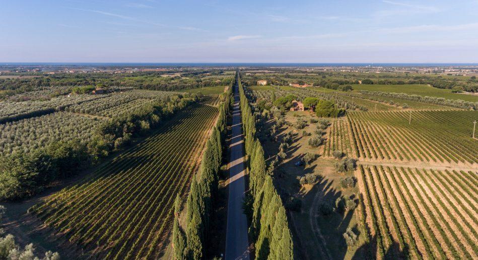 Tralicci fra i vigneti di Bolgheri e sopra il celebre Viale dei cipressi – I dettagli del progetto