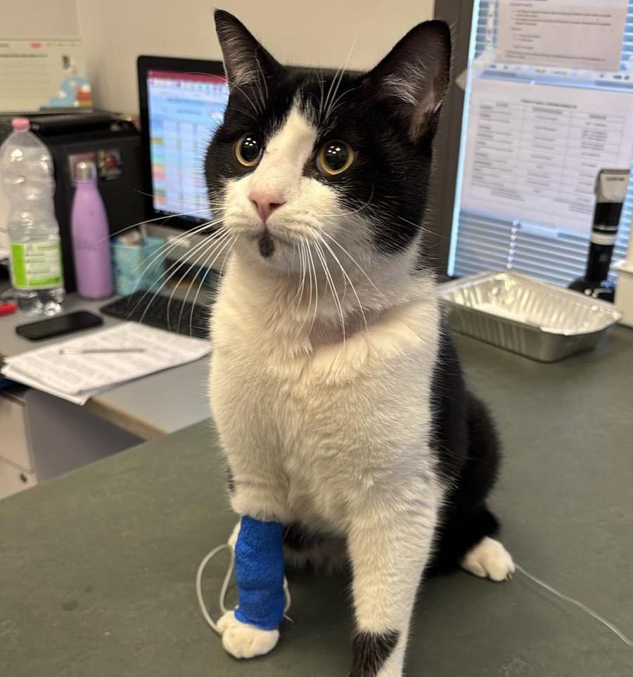 Gatto investito e operato d’urgenza: la corsa dei volontari per salvarlo, ora l’appello per sostenere le cure