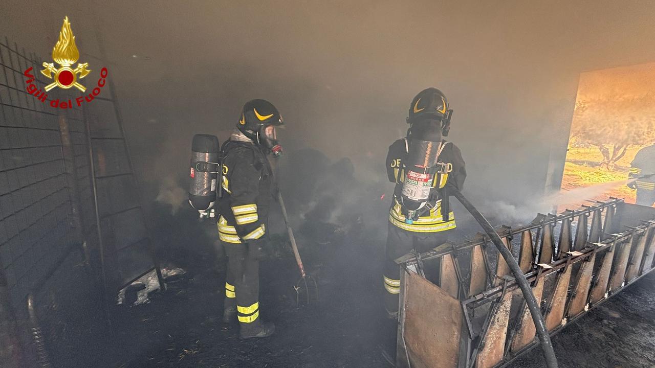 L’incendio distrugge una stalla: è strage di pecore – ecco che cosa è successo