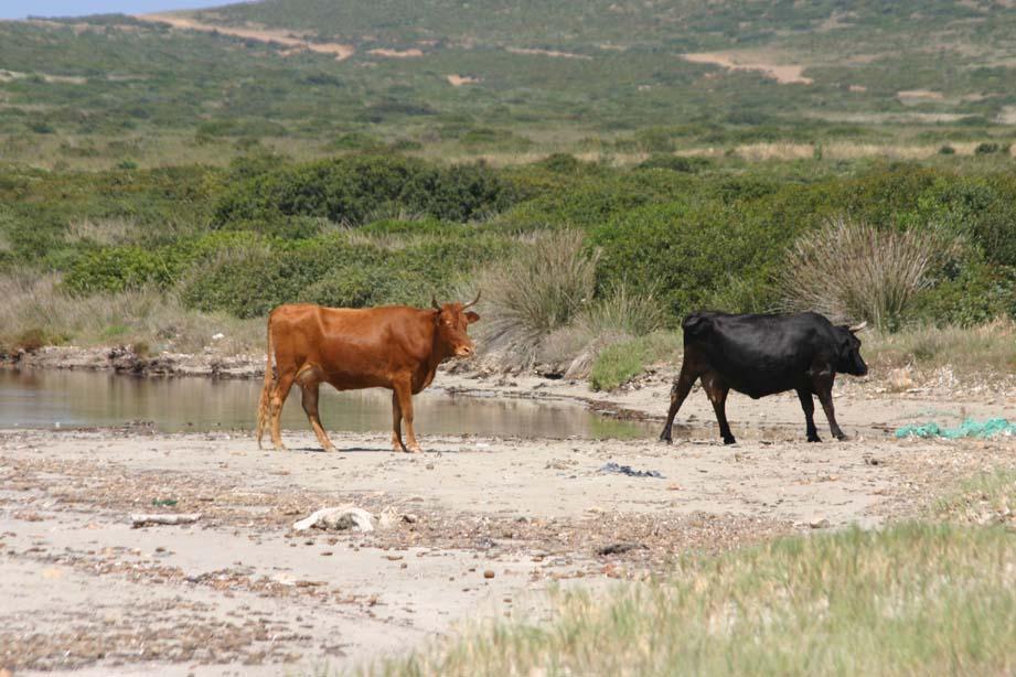 Insultò il veterinario incaricato di controllare il suo bestiame, allevatore sassarese condannato
