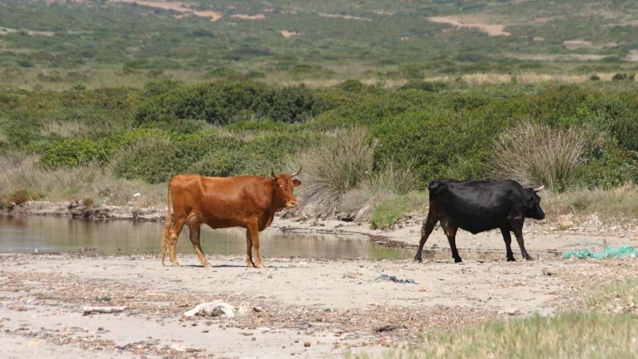 Insultò il veterinario incaricato di controllare il suo bestiame, allevatore sassarese condannato