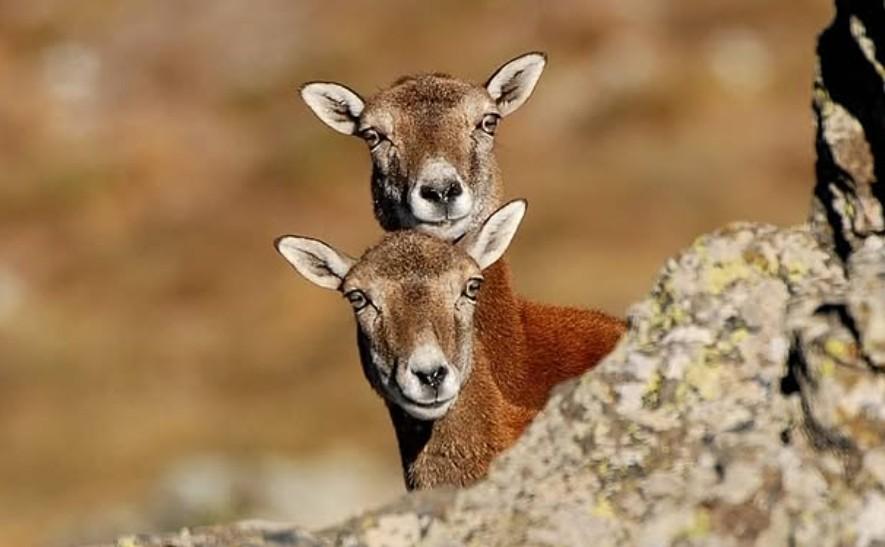 
	<strong>Emilio Melis </strong>- muflona con il suo piccolo mufloncino&nbsp;

