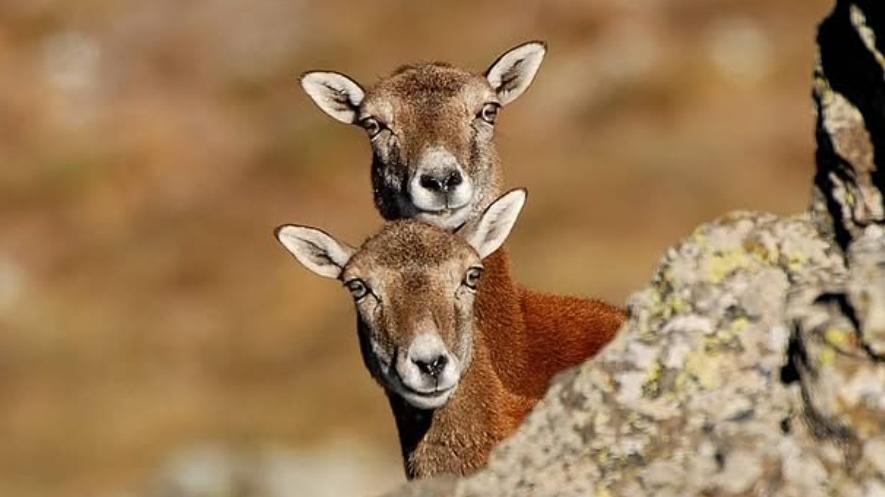 <strong>Emilio Melis </strong>- muflona con il suo piccolo mufloncino 