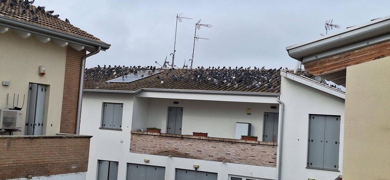 Vigarano Mainarda, niente spari ai piccioni: il Comune fa marcia indietro