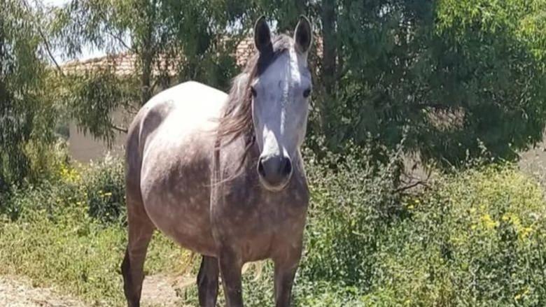 Zingara, cavalla dal cuore gentile salvata dal macello: nel web la raccolta fondi per diventare i suoi angeli custodi