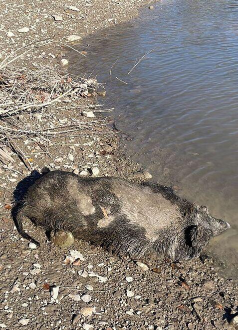 Garfagnana, scoperta carcassa di cinghiale sulla riva del lago di Gramolazzo 
