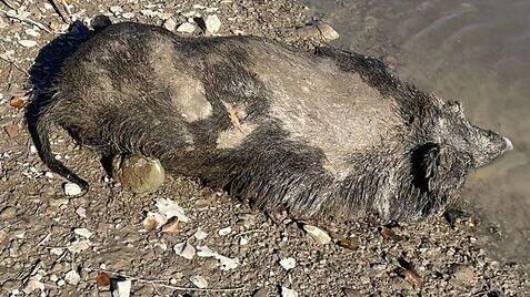 Garfagnana, scoperta carcassa di cinghiale sulla riva del lago di Gramolazzo<br type="_moz" />