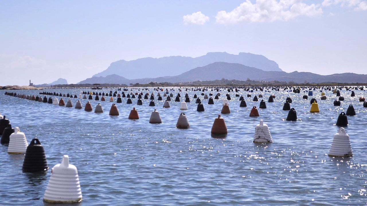 Nel golfo di Olbia sempre meno plastica anche grazie ai mitilicoltori. Presto retine per le cozze biodegradabili