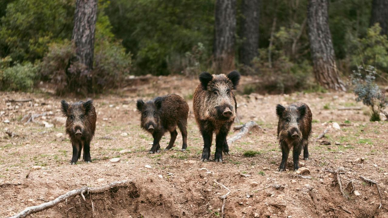 Cinghiali e cormorani nel mirino, è scontro sui piani di abbattimento: il prossimo potrebbe essere il cervo – Cosa può succedere