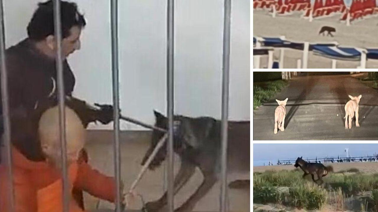 A sx la cattura di un lupo dentro un condominio a Capraia e Limite nel 2023. A dx lupi sul mare e in provincia di Pisa. (Foto fornite dalla task force della Regione)