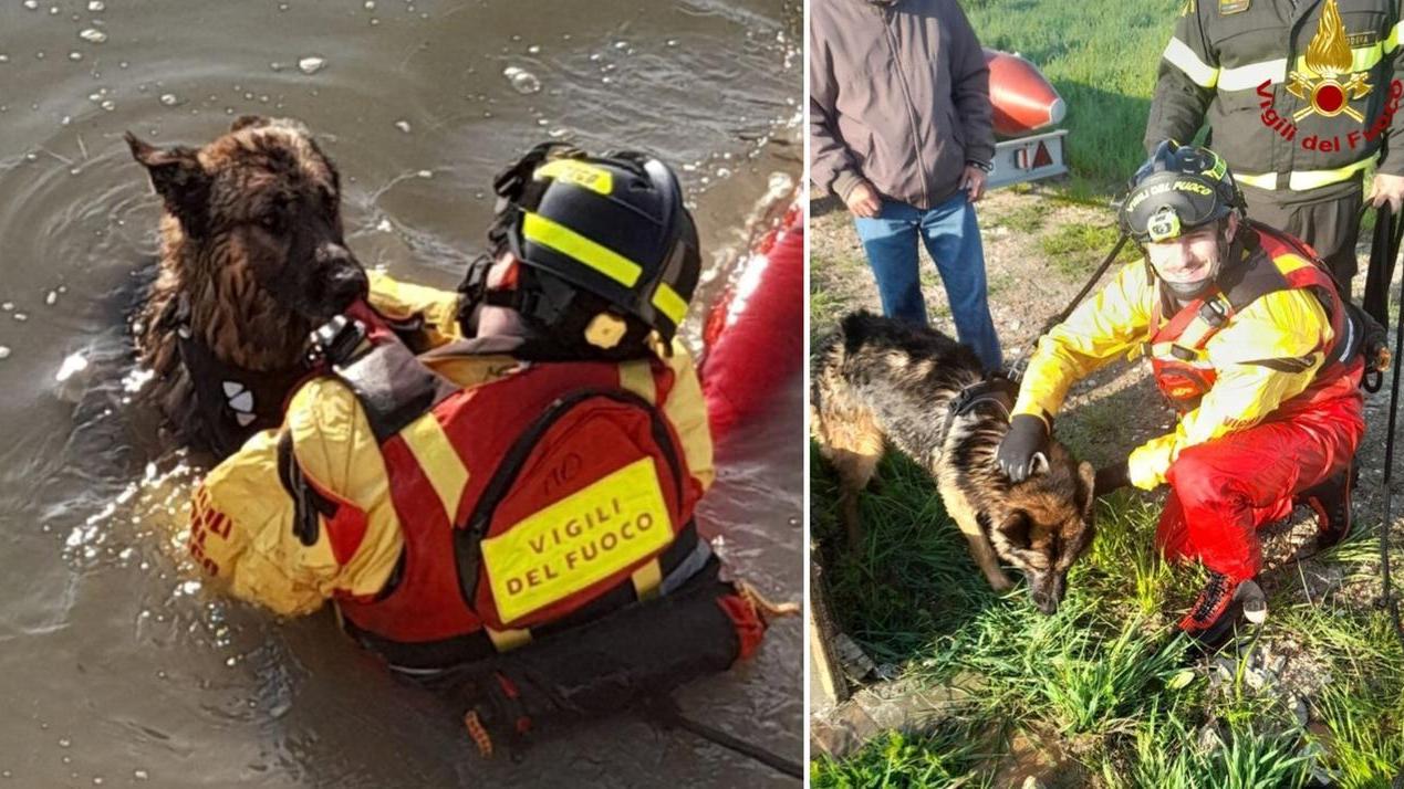 Il salvataggio del Pastore tedesco (foto vigili del fuoco)