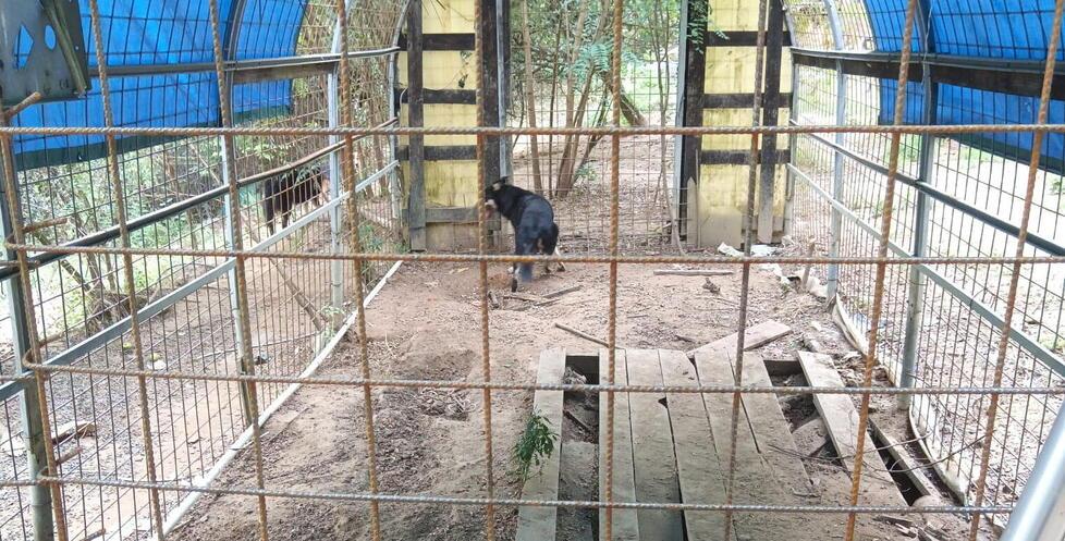 Un'immagine fornita dalla Lav che mostra le condizioni degli animali