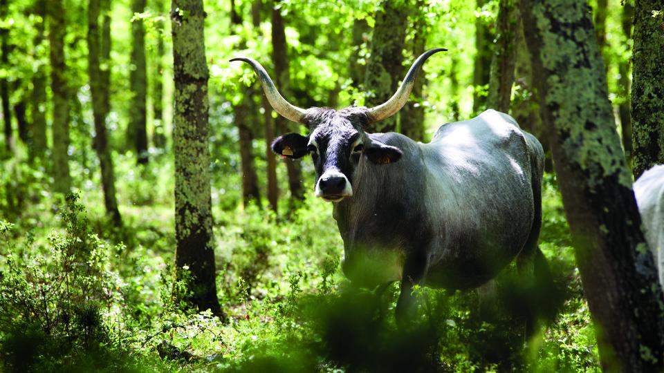 
	Una vacca maremmana allo stato brado

