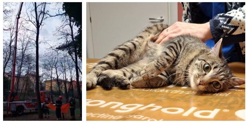 La gatta Teresa bloccata per giorni in cima a un albero, salvata dai vigili del fuoco