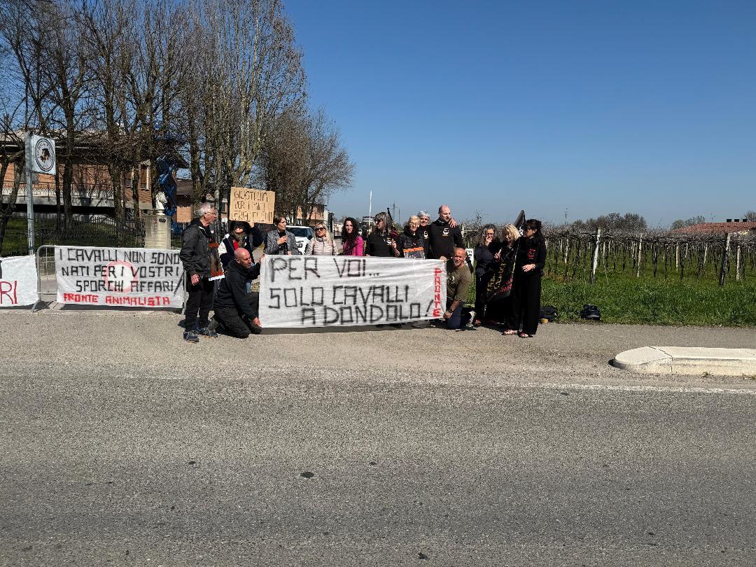 Correggio, nuovo esposto contro il macello equino: «Sequestrate i cavalli»