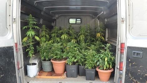 Spaccio di 20 chili di marijuana: condannati in primo grado e assolti in appello - Che cosa è successo