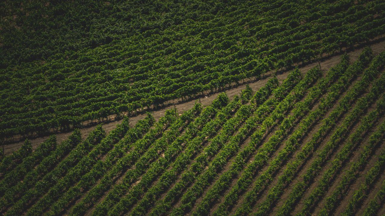 Controllo tra i filari a Grosseto (Foto di repertorio)