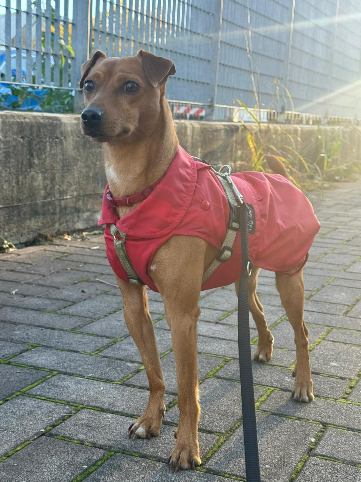 «Io e il mio cane Kobe aggrediti da un pittbull». Si salvano entrando in un auto