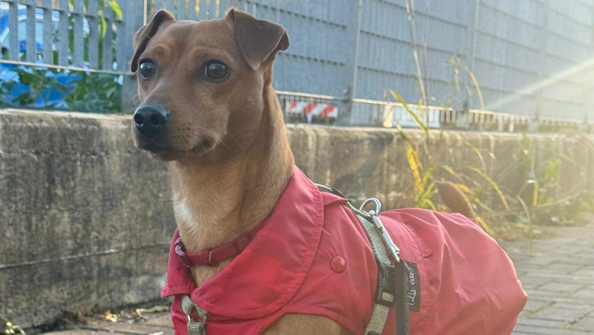 «Io e il mio cane Kobe aggrediti da un pittbull». Si salvano entrando in un auto, ma entrambi restano feriti
