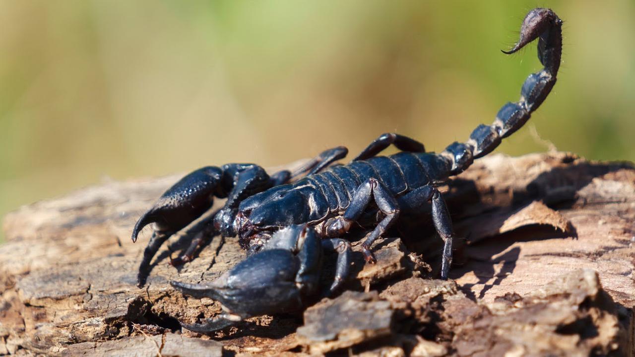Ordina un pacco su Temu, lo apre e trova uno scorpione vivo