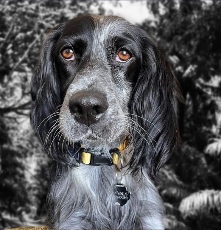 Il padrone muore e ora il cane Artù ha bisogno di una nuova famiglia