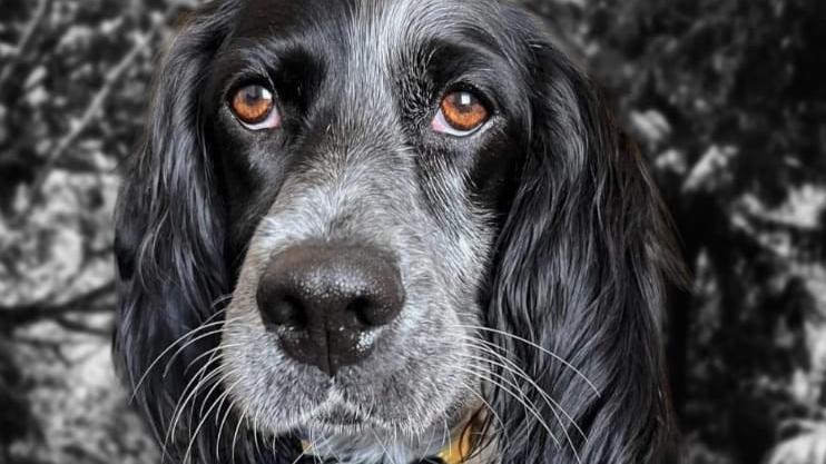 Il padrone muore e ora il cane Artù ha bisogno di una nuova famiglia