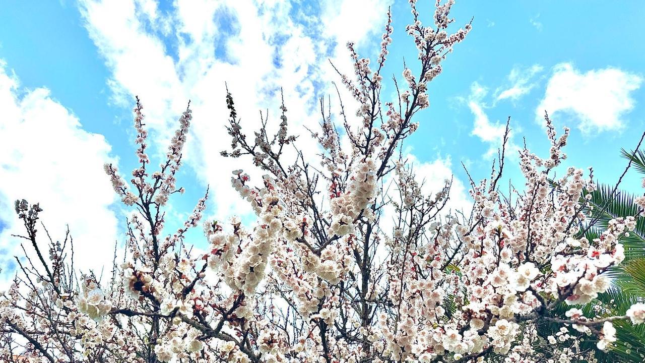 Oggi è il primo giorno di primavera, ecco perché l'equinozio cade il 20 marzo