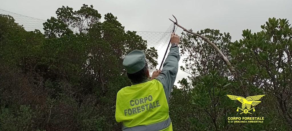 Bracconaggio nel sud Sardegna: nelle reti illegali anche specie protette come gheppi e barbagianni