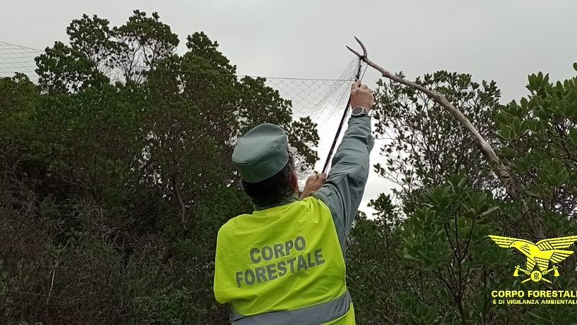 Bracconaggio nel sud Sardegna: nelle reti illegali anche specie protette come gheppi e barbagianni