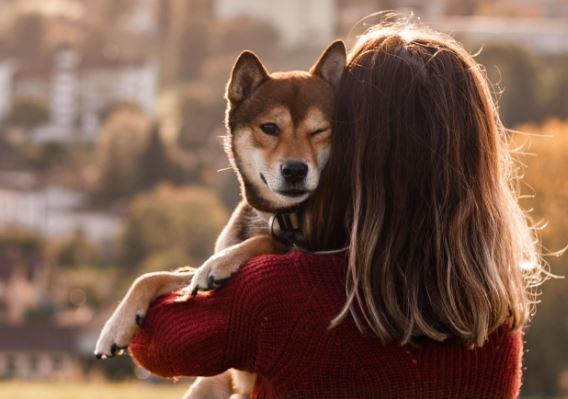 Se Fido soffre di ansia da separazione non va sgridato, serve un esperto