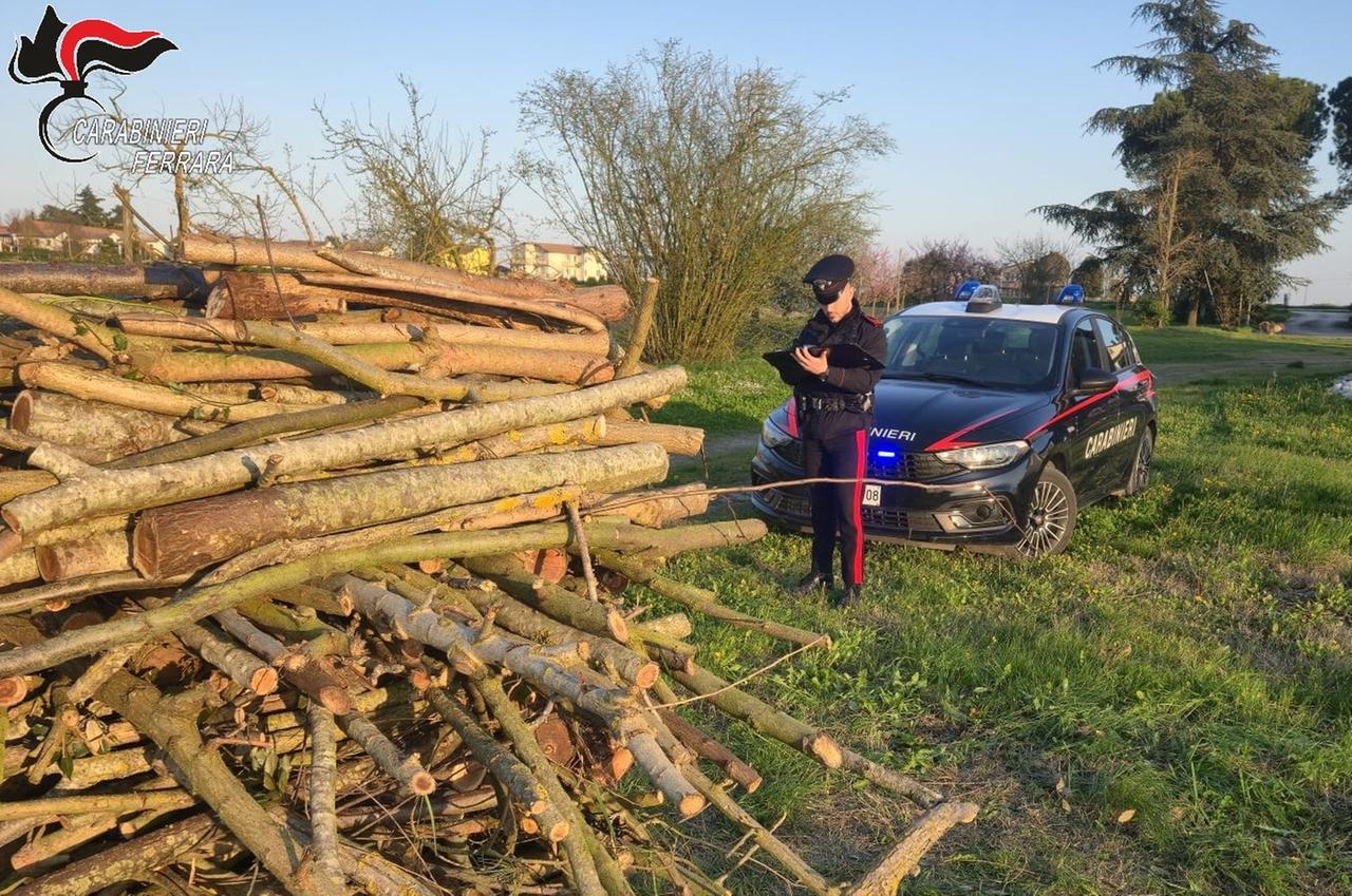 Ambrogio, sorpresi a rubare legna con la motosega: arrestati due uomini