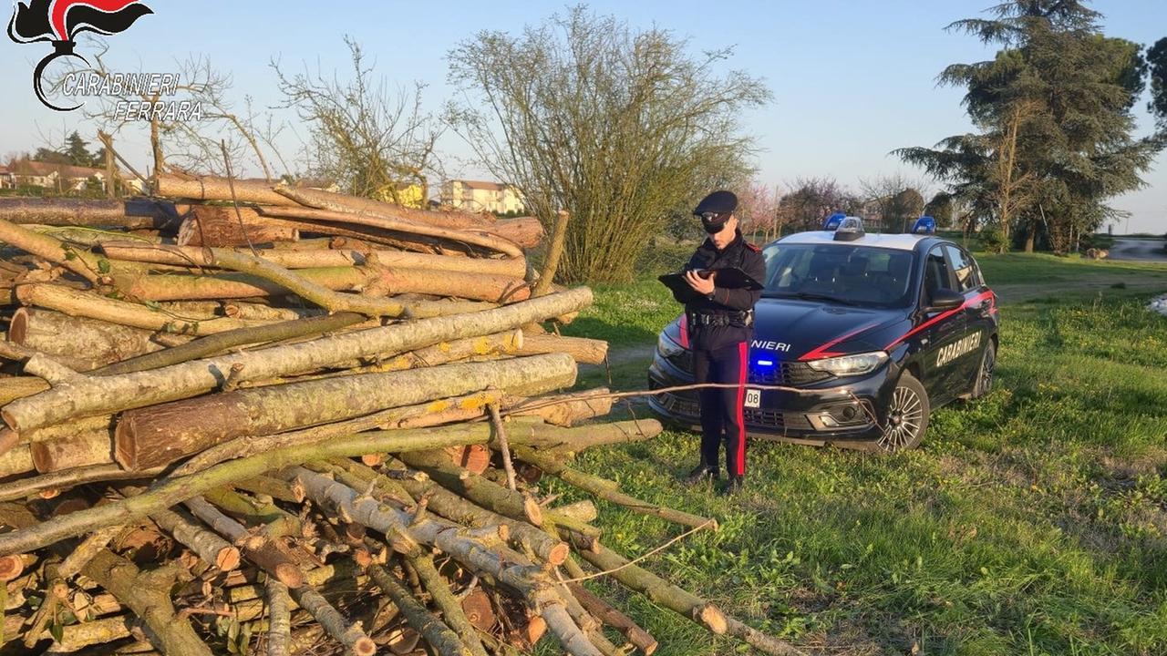 Ambrogio, sorpresi a rubare legna con la motosega: arrestati due uomini