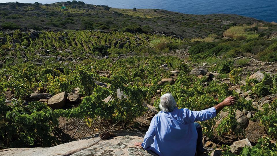 Altura vigneto, da una storia di rinascita, i vini dell’Isola del Giglio