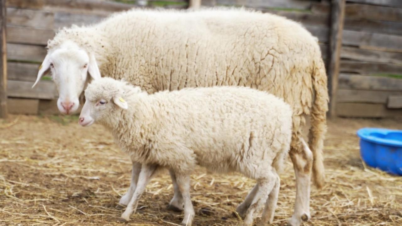 
	Il caso riguarda la macellazione abusiva di Agnelli

