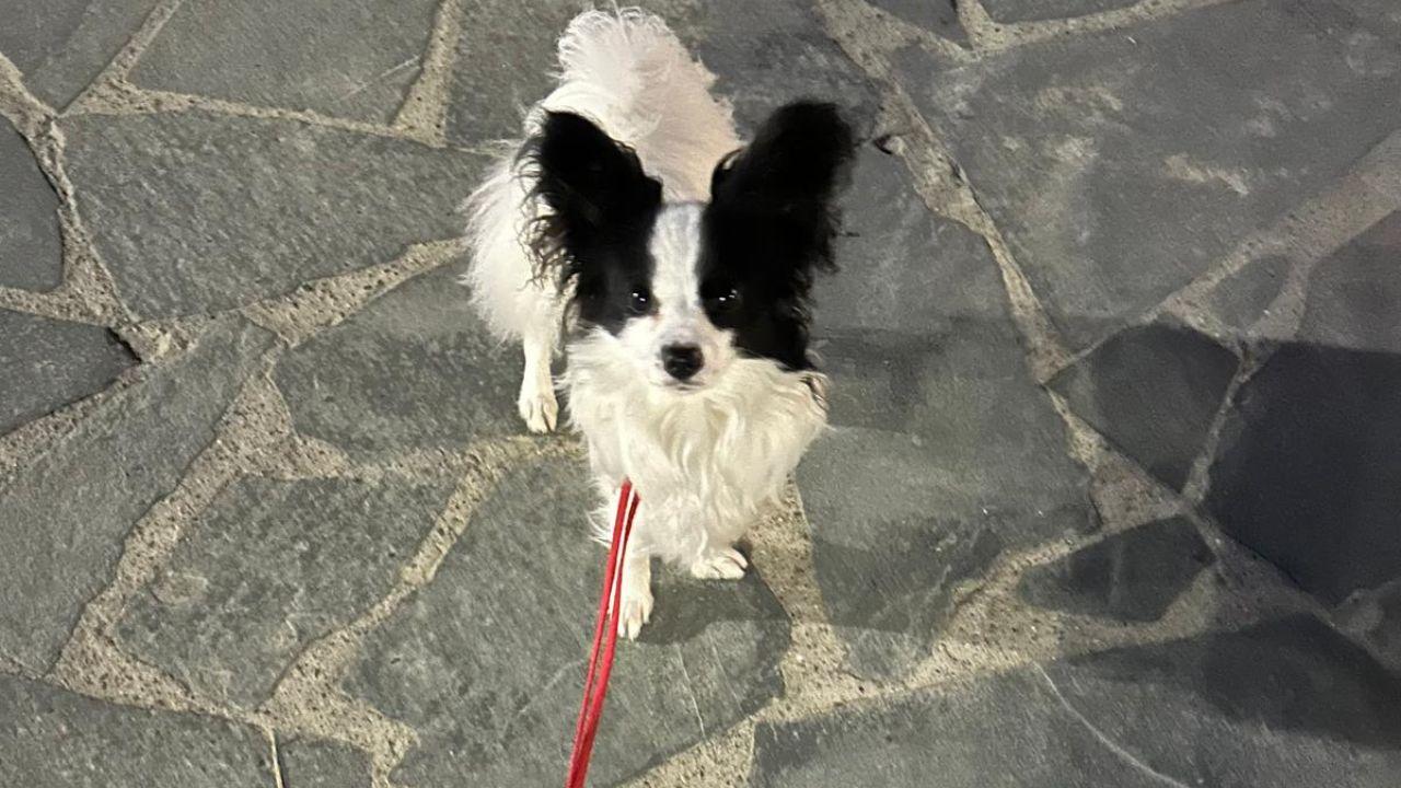 La cagnolina Emily