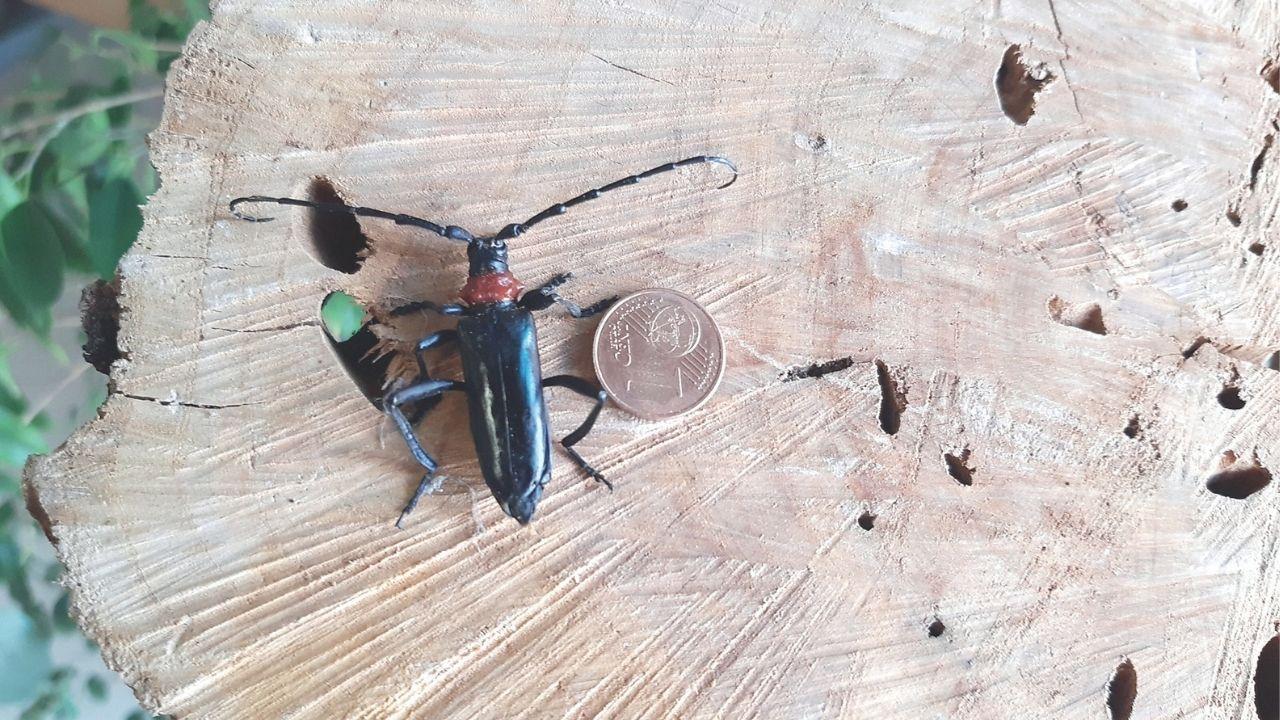 
	Il killer degli alberi che colpisce in Toscana

