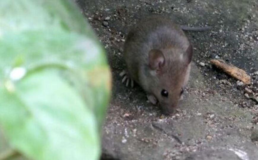 Troppo caldo, invasione di topi: quanti problemi nelle case ai Lidi