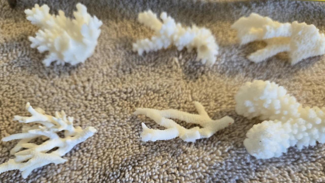 Rientravano dalle Maldive con i coralli nascosti in valigia: maxi multa a due turisti – Che cosa sappiamo