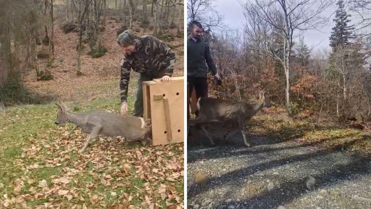 La liberazione dei caprioli catturati al Mugello