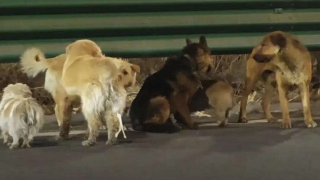 Rapiti per il mercato della carne: sette cani scappano insieme e tornano a casa percorrendo 17 chilometri – VIDEO