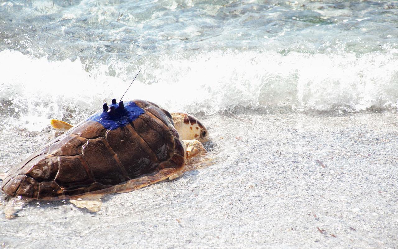 Dalla Sardegna ai mari esotici: l’incredibile viaggio delle tartarughe Genoveffa e Gavino