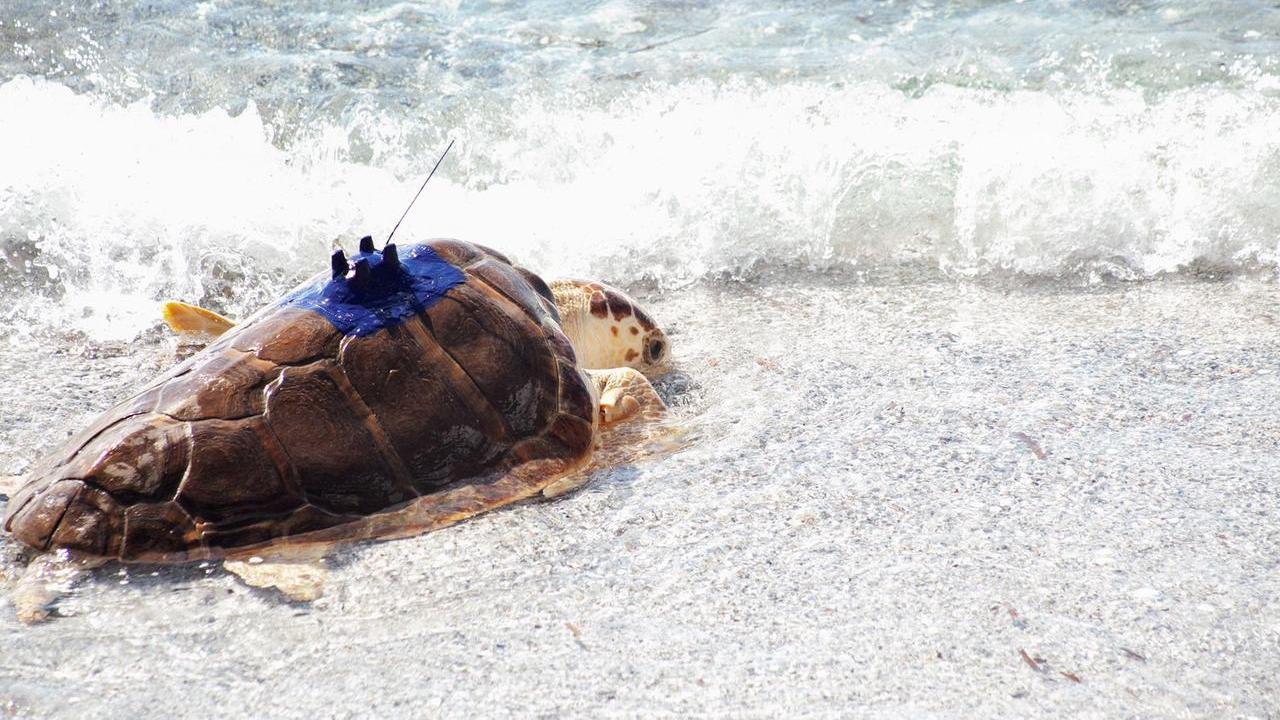 Dalla Sardegna ai mari esotici: l’incredibile viaggio delle tartarughe Genoveffa e Gavino