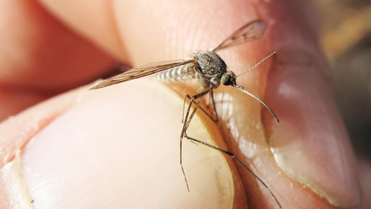 Invasione di zanzare, al via la campagna di disinfestazione – Ecco il piano degli interventi