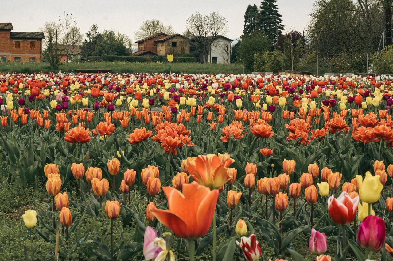 Vivaio Canalini, tornano gli aperitivi tra i tulipani: date, costi e come prenotare per Pasqua