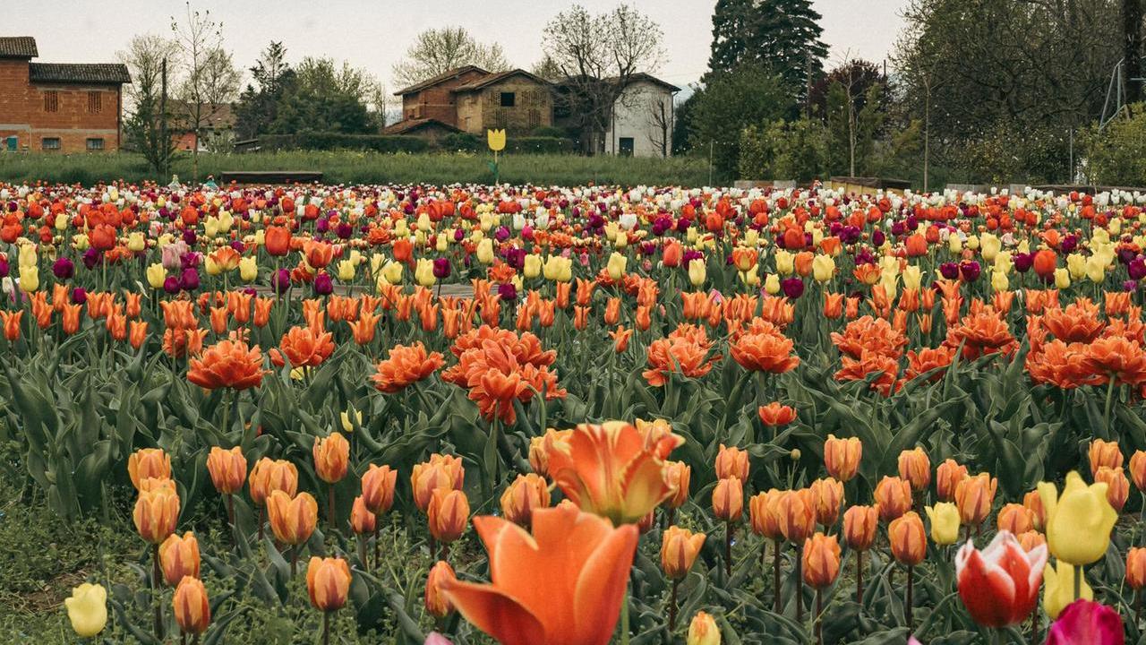 Vivaio Canalini, tornano gli aperitivi tra i tulipani: date, costi e come prenotare per Pasqua