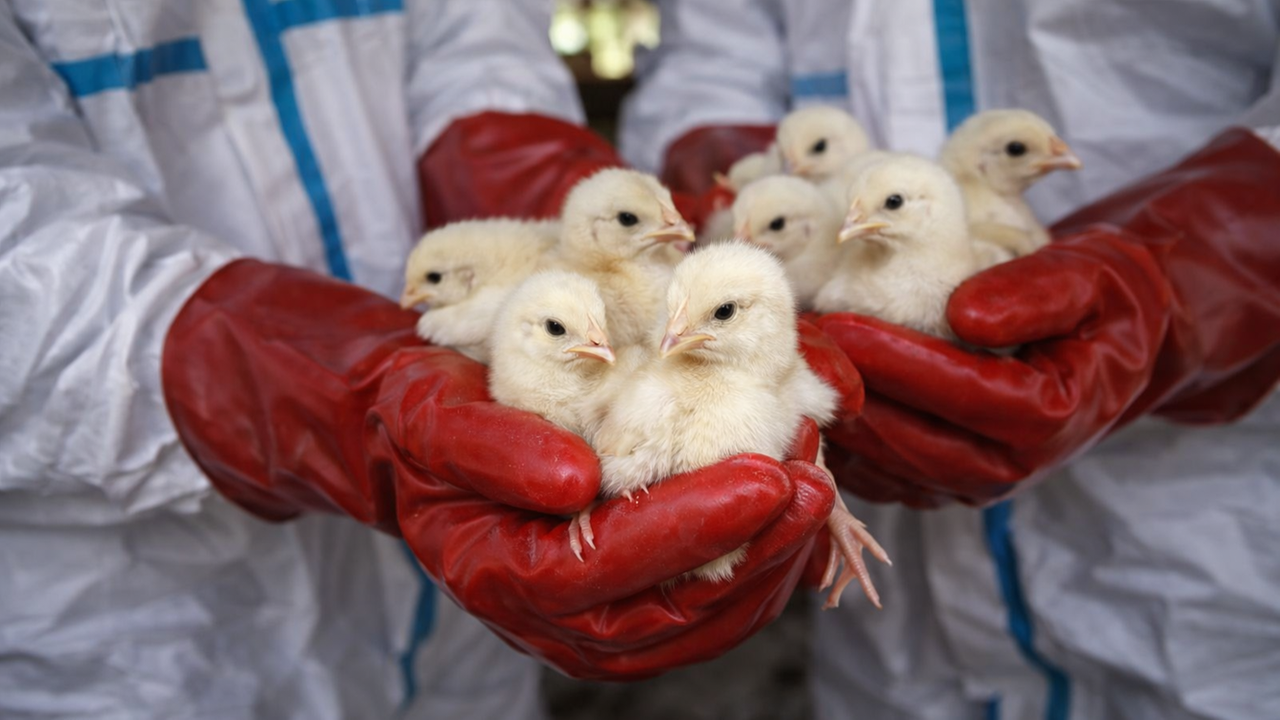 Influenza aviaria, in Italia il primo caso umano in Europa: cosa sappiamo