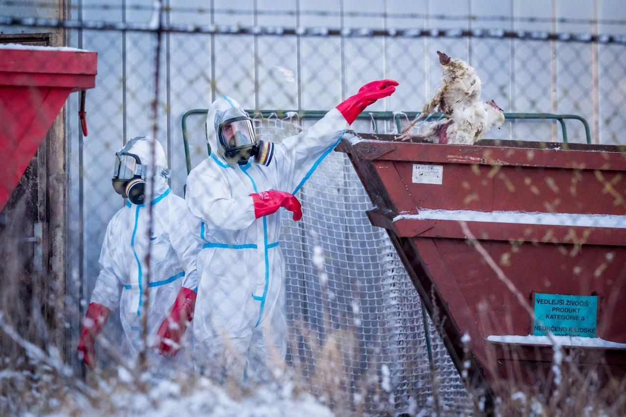 
	A Monza il primo caso di influenza aviaria umana

