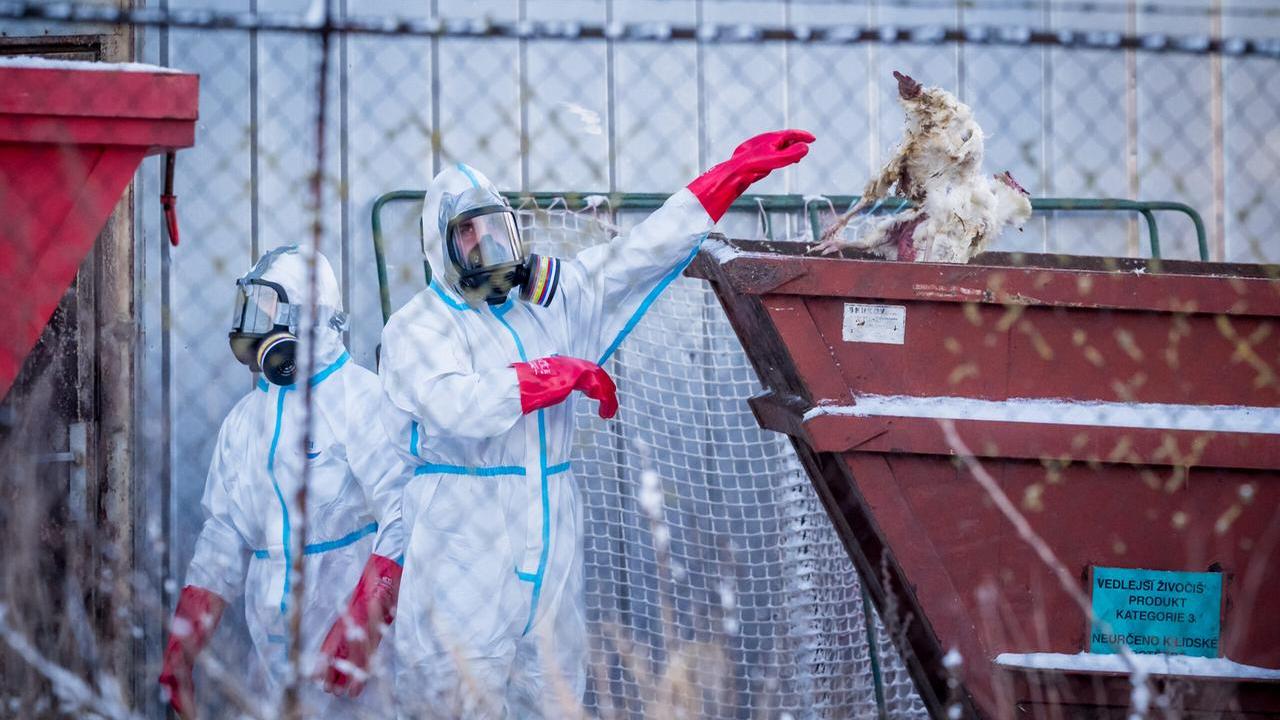 A Monza il primo caso di influenza aviaria umana