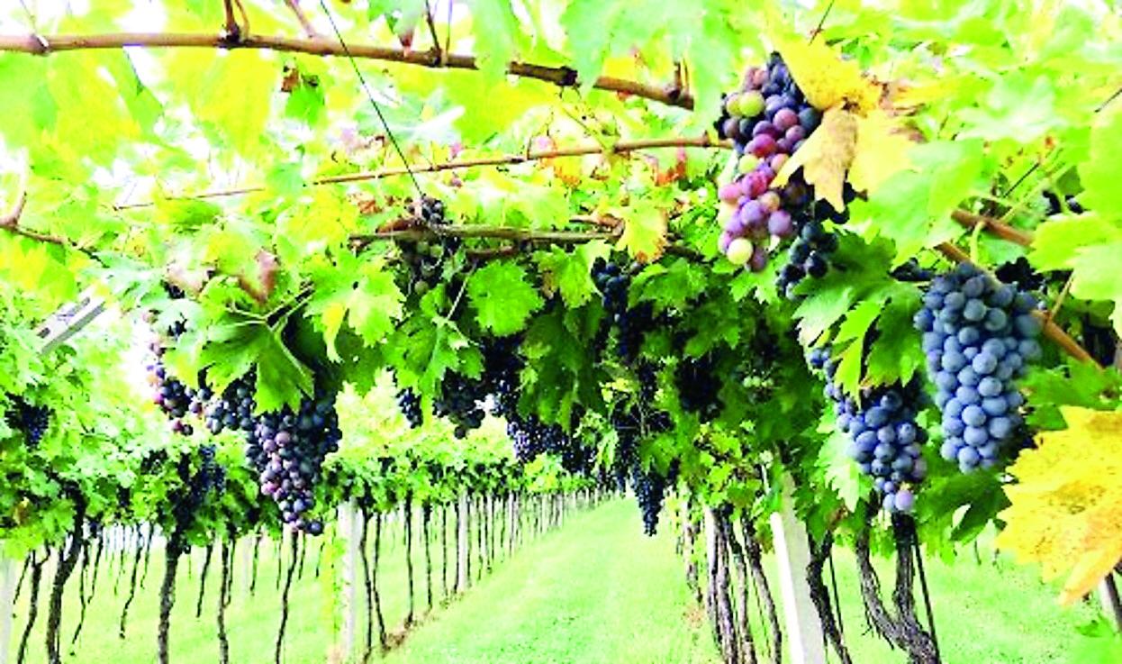 Cantina di Carpi, tremano i soci: debito da 12,8 milioni di euro