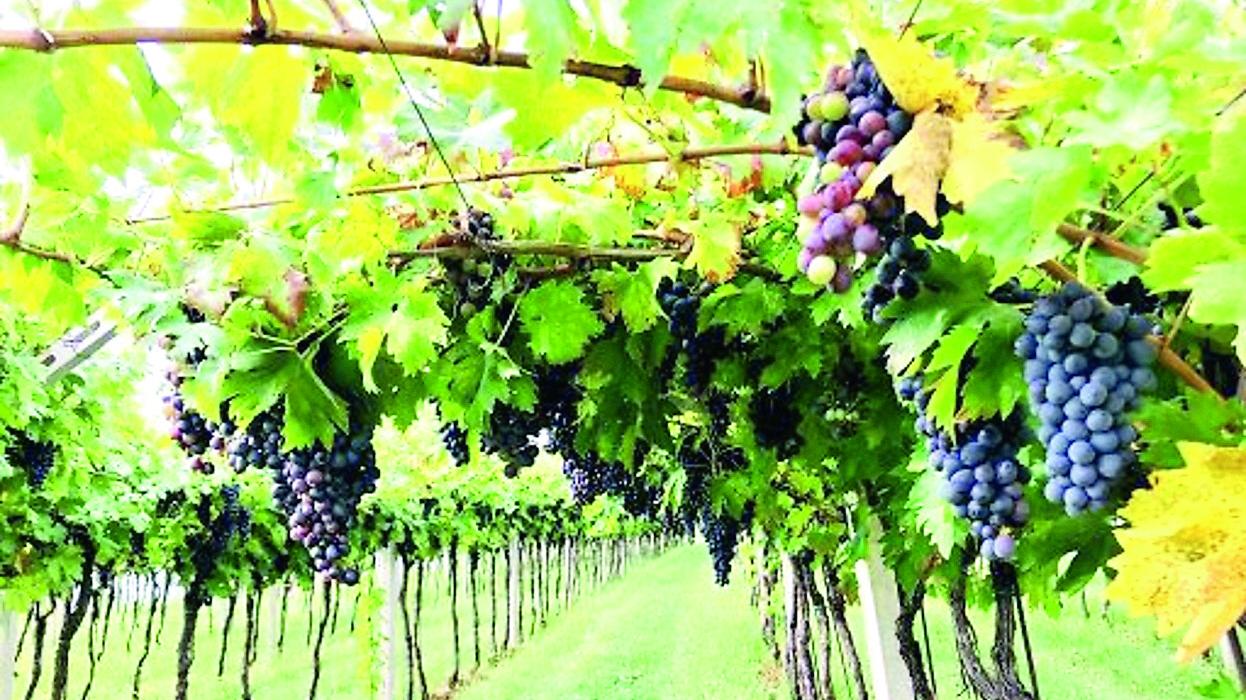 Cantina di Carpi, tremano i soci: debito da 12,8 milioni di euro